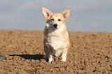 CORGI PEMBROKE 695